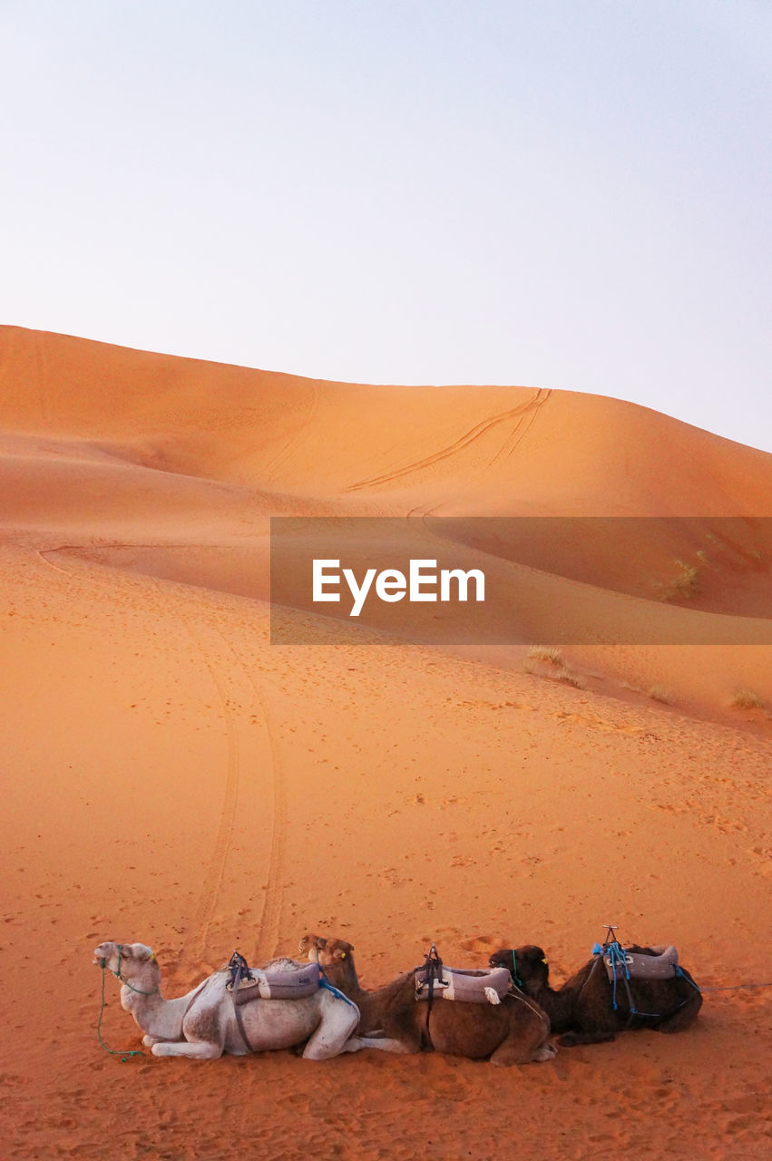 View of desert against clear sky