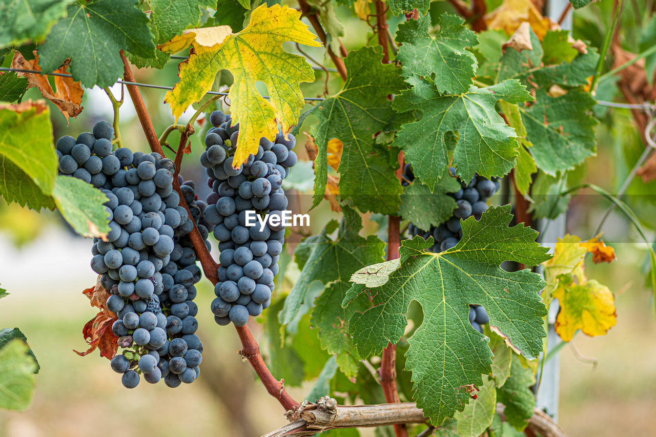 Beautiful bunch of black nebbiolo grapes with green leaves in the vineyards of barolo, langhe, italy