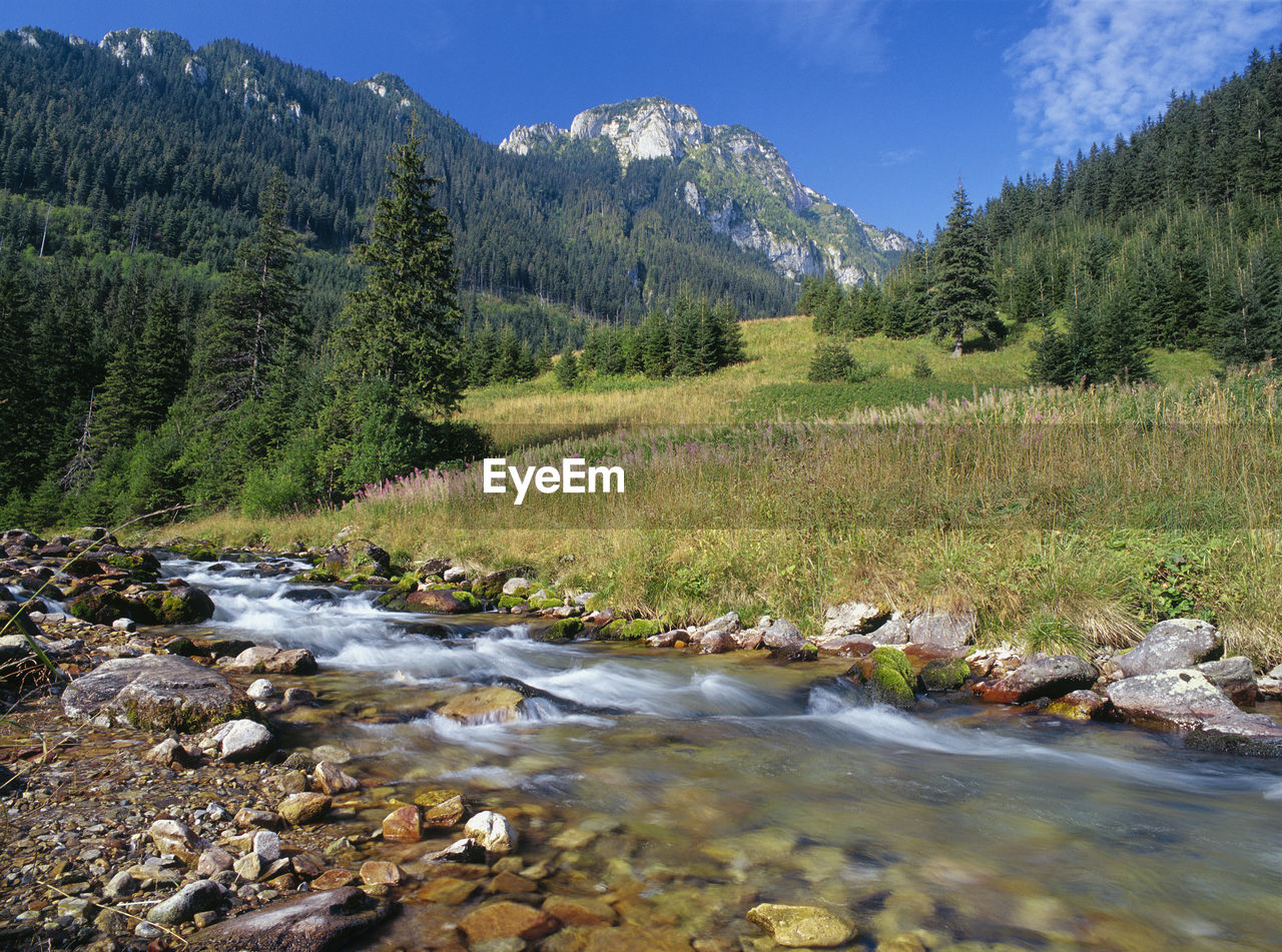 Stream by trees against sky