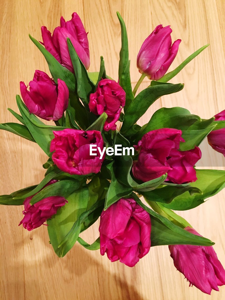 CLOSE-UP OF PINK FLOWERS AND LEAVES