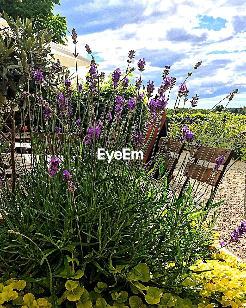 PURPLE FLOWERS GROWING IN FIELD