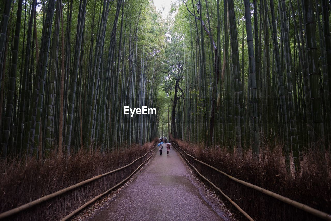 Footpath amidst bamboo groves in forest