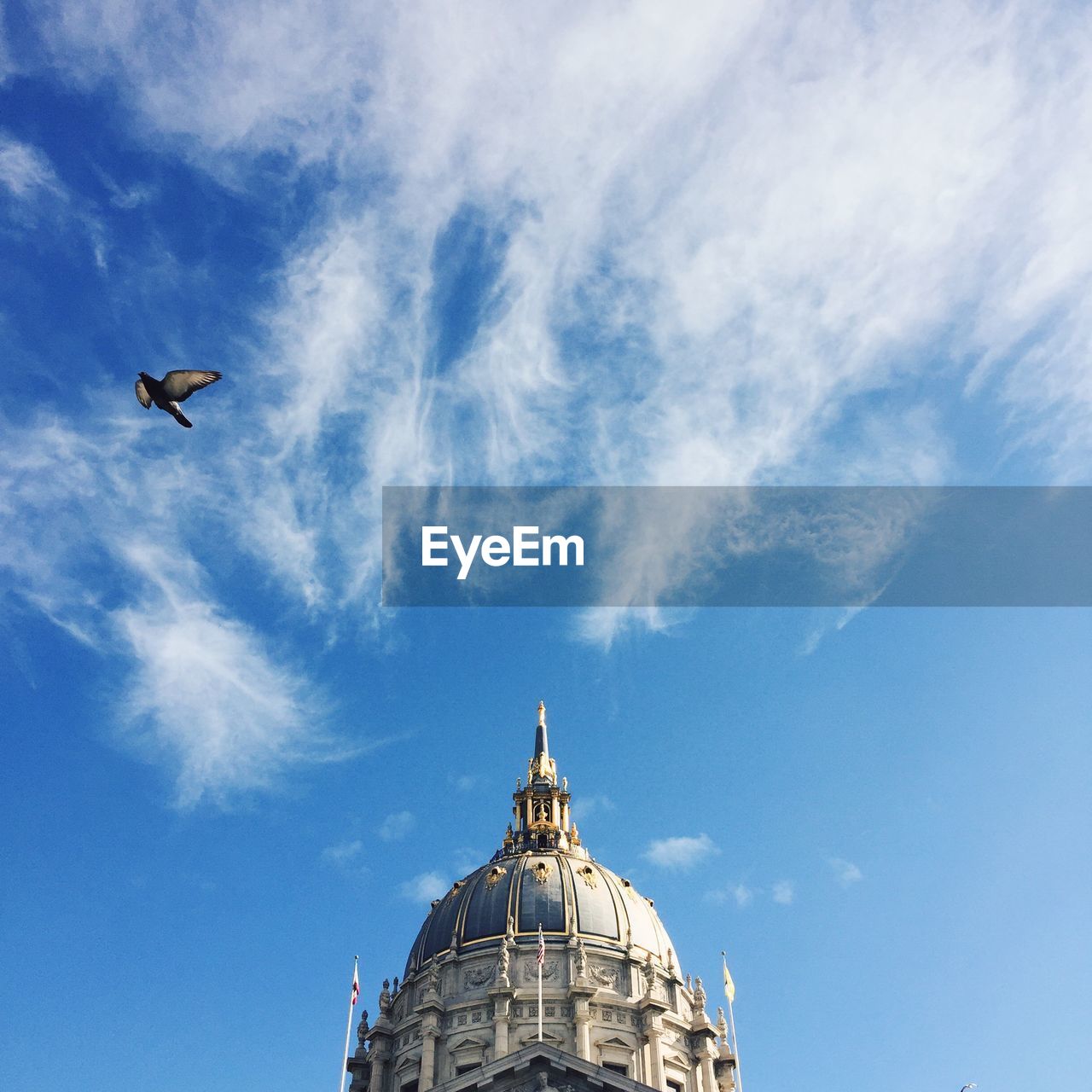 Low angle view of pigeon and san francisco city hall against sky