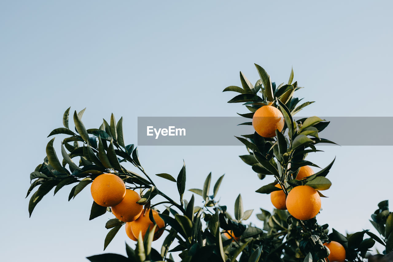 Oranges against the sky