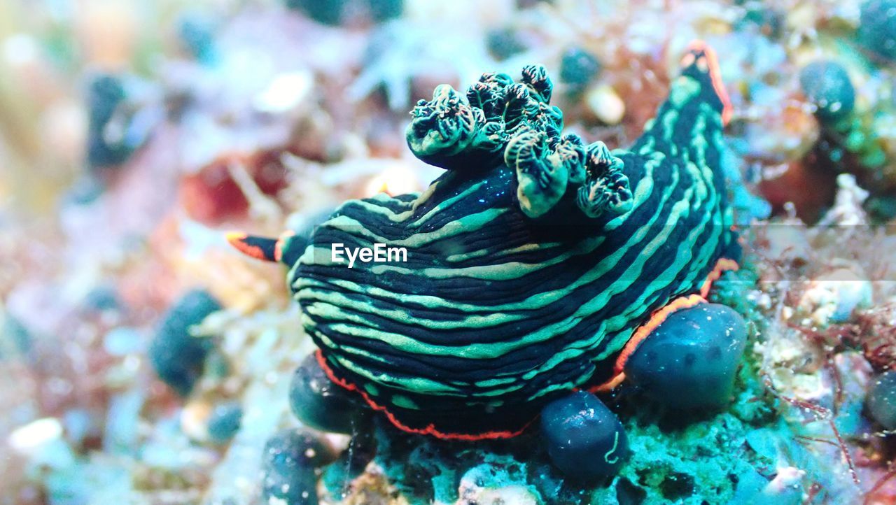 CLOSE-UP OF FISH IN SEA