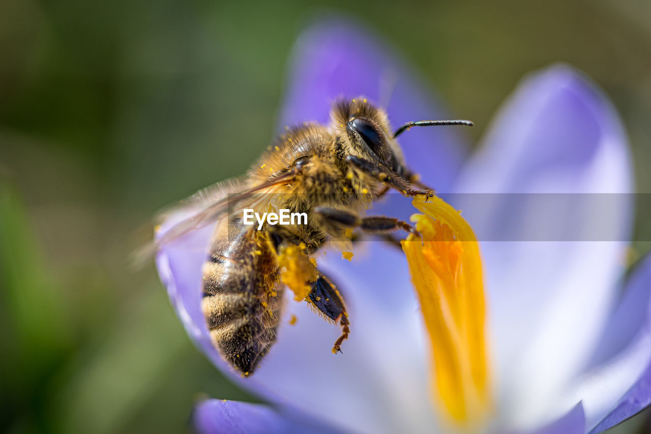 CLOSE-UP OF HONEY BEE POLLINATING ON FLOWER