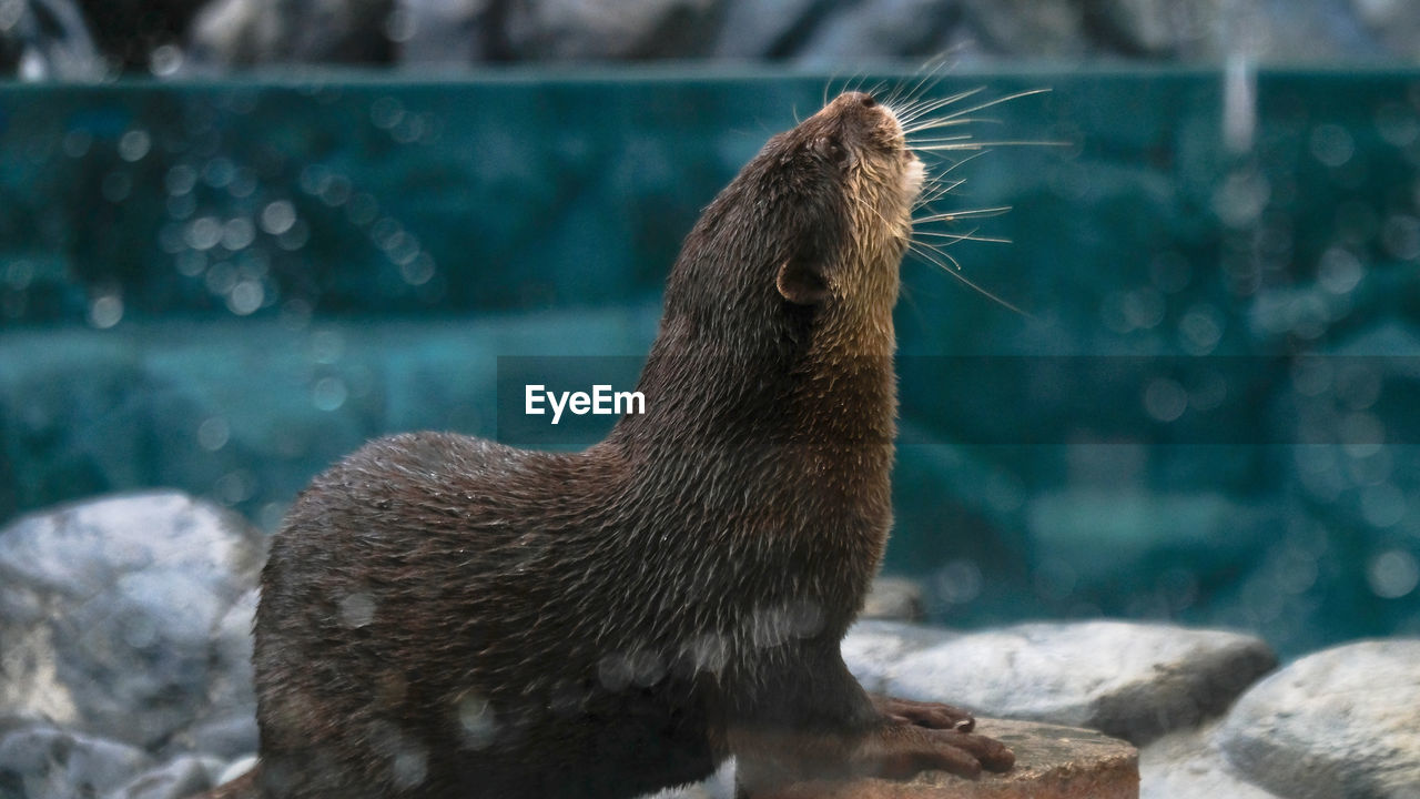 close-up of a seal