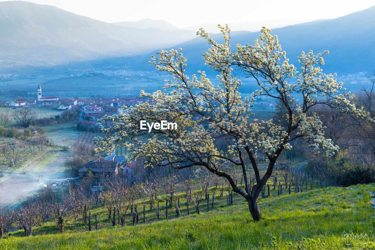 VIEW OF CHERRY BLOSSOM TREE IN MOUNTAINS