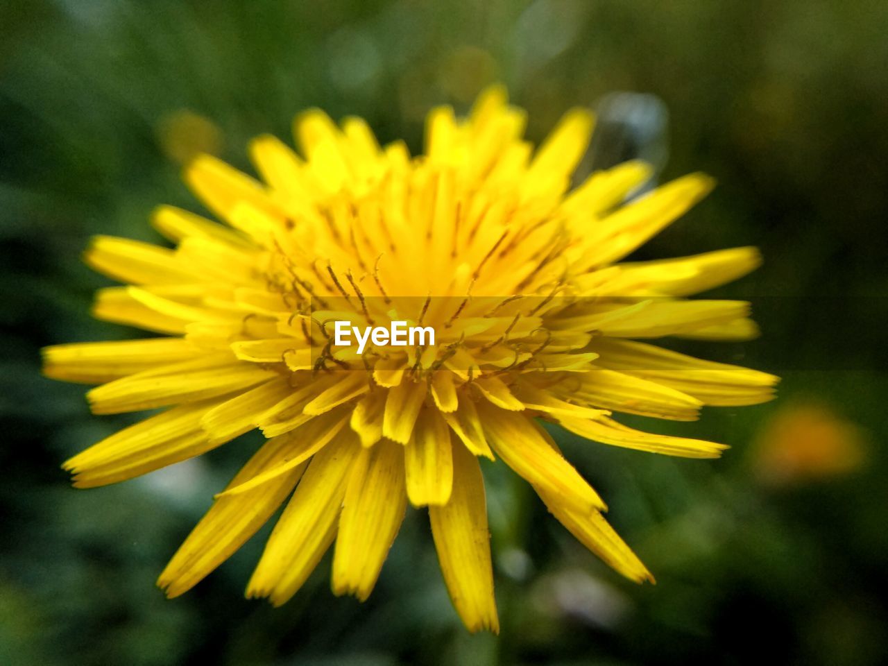 CLOSE-UP OF YELLOW FLOWER BLOOMING