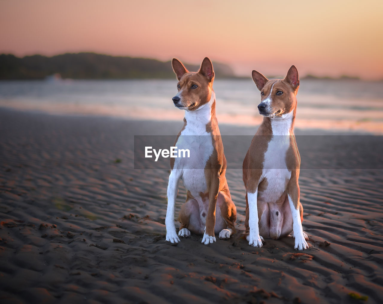 Dogs on beach during sunset