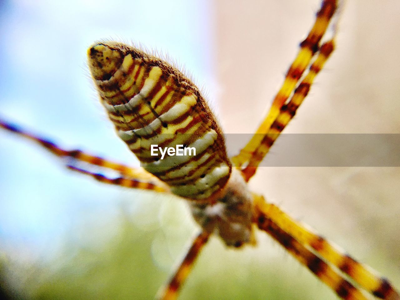 CLOSE-UP OF INSECT ON PLANT