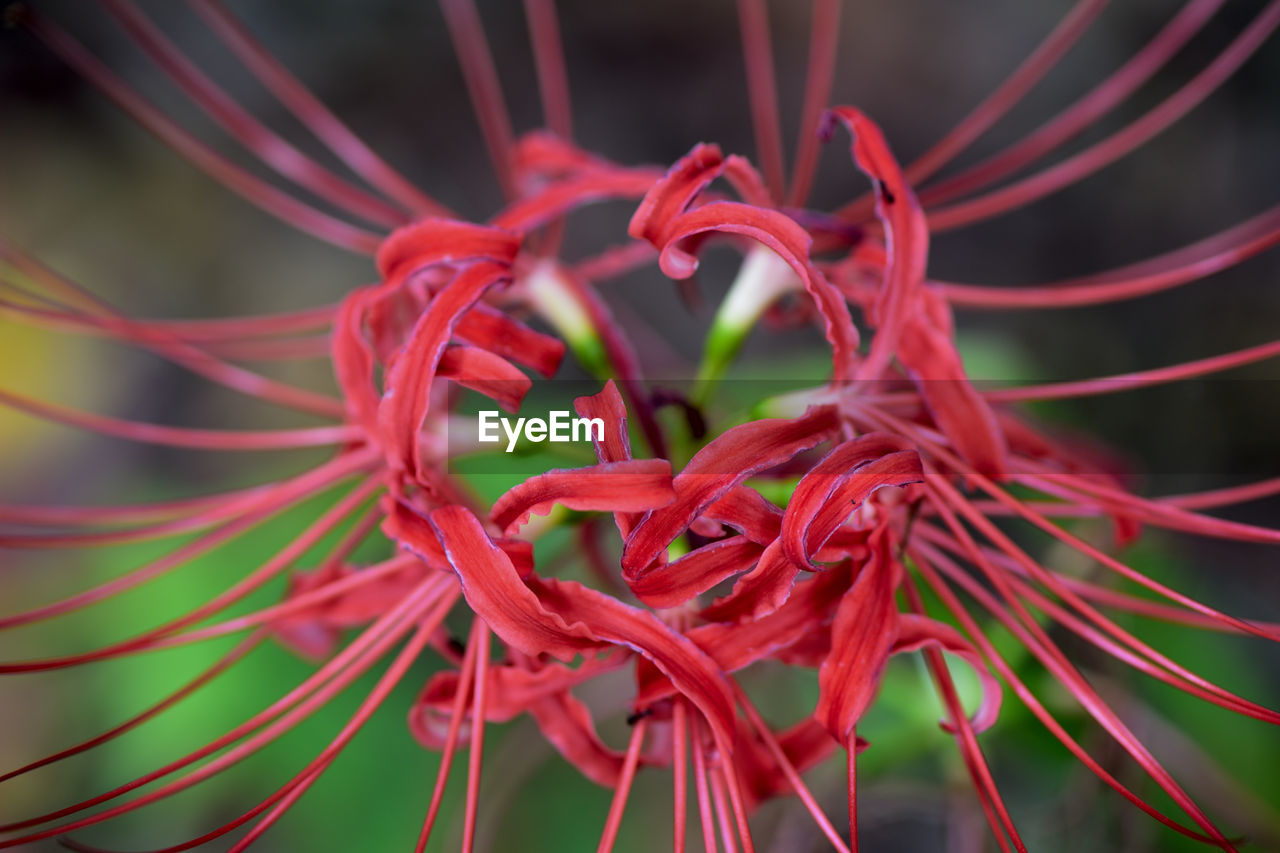 Extreme close-up of red flower