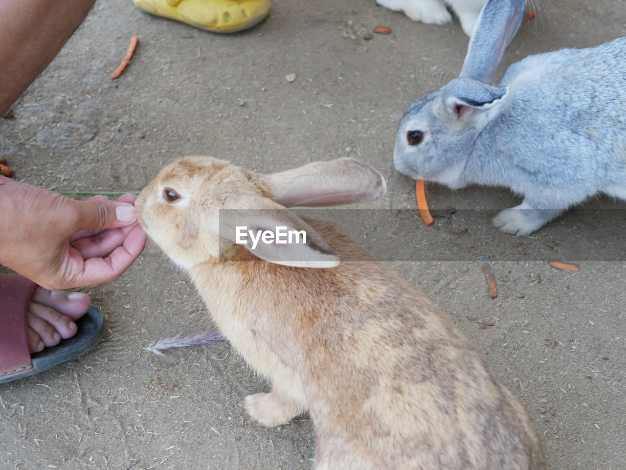 HIGH ANGLE VIEW OF HUMAN HAND FEEDING OUTDOORS