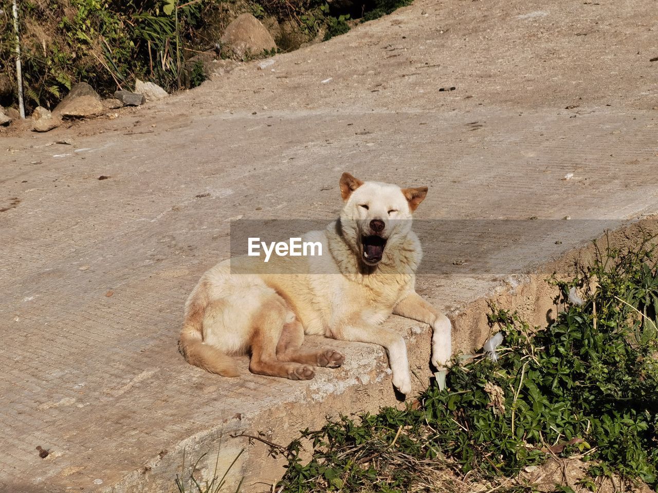 animal themes, animal, mammal, one animal, pet, dog, domestic animals, canine, relaxation, no people, nature, land, day, high angle view, lying down, sunlight, portrait, plant, outdoors, resting