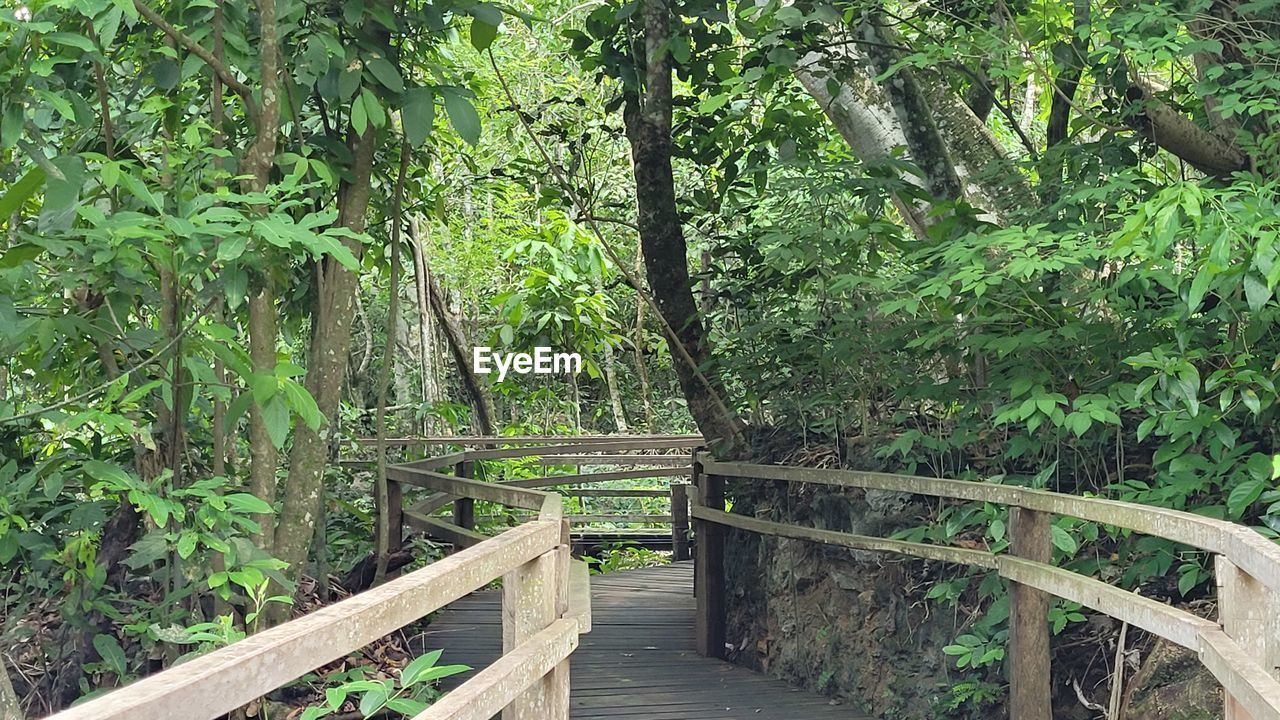 WOODEN WALKWAY AMIDST PLANTS IN FOREST