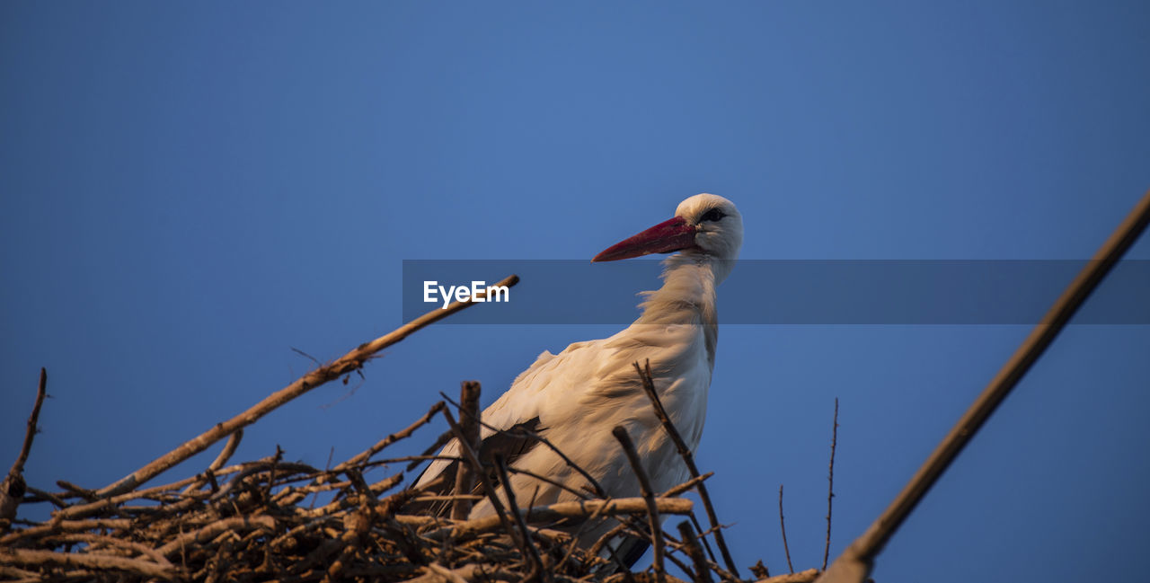 LOW ANGLE VIEW OF BIRD PERCHING ON PLANT