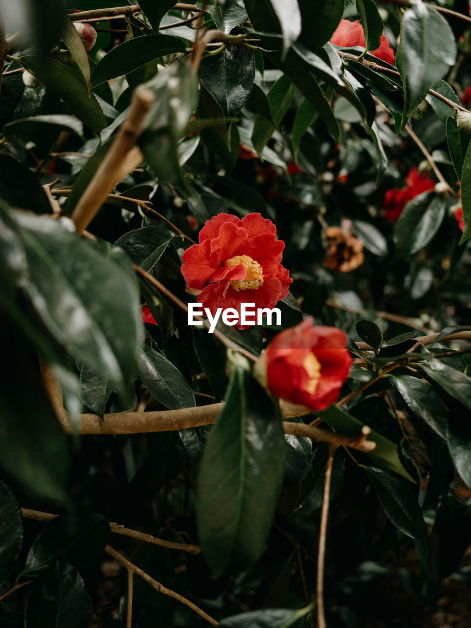 plant, plant part, leaf, flower, growth, nature, red, beauty in nature, flowering plant, freshness, fruit, food, food and drink, no people, close-up, healthy eating, outdoors, rose, theaceae, japanese camellia, shrub, agriculture, tree, day, camellia sasanqua, green