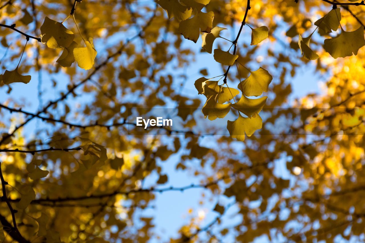 Low angle view of autumn leaves hanging on tree