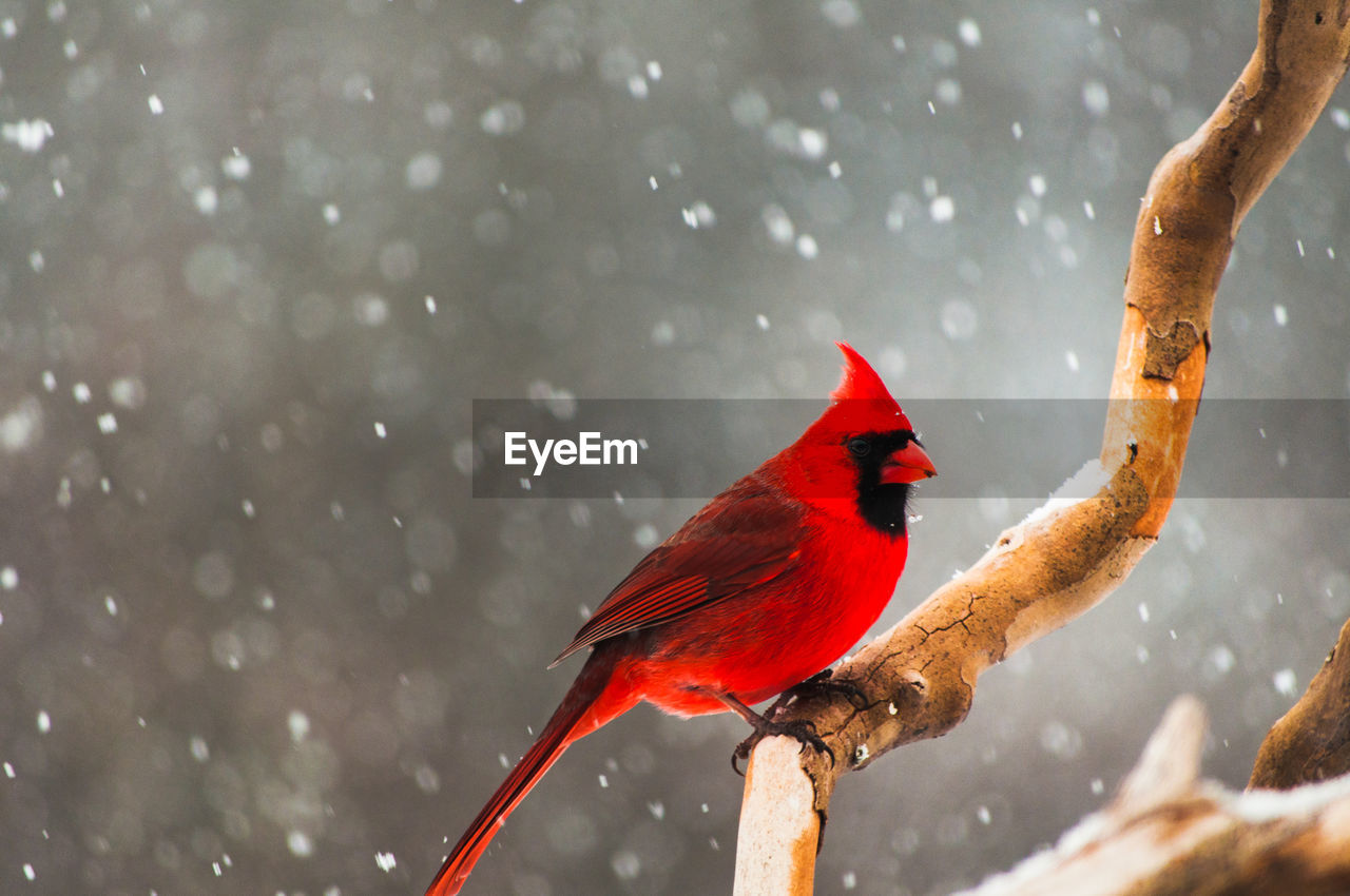 Close-up of a male cardinal perched on a branch during a snow storm