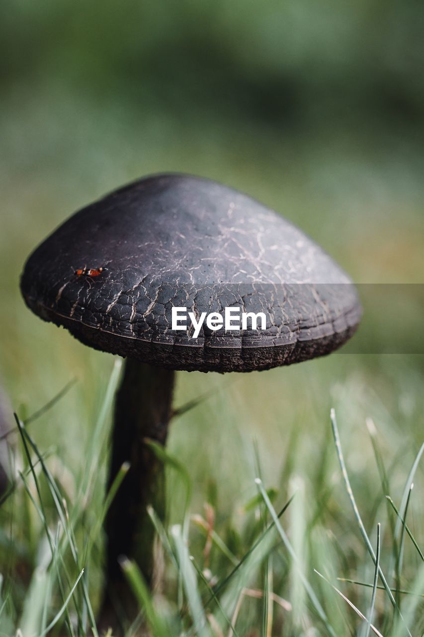 Close-up of mushroom growing on field