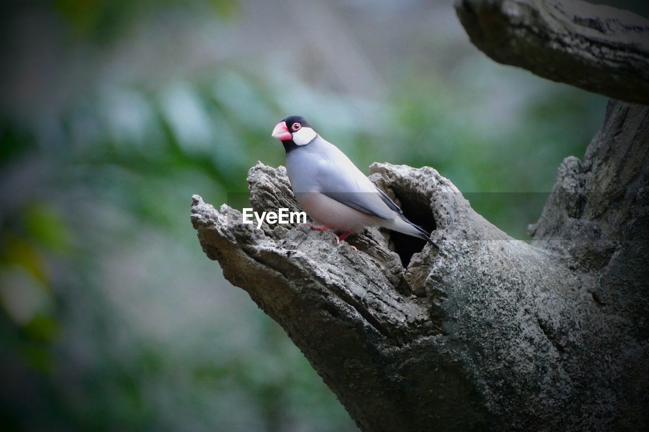 Scenic view of a bird perching on tree