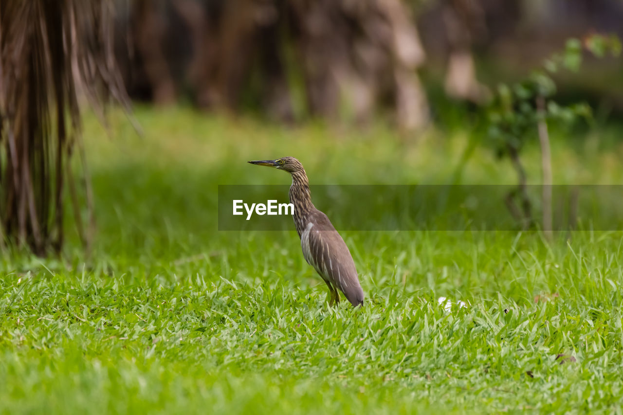 Close-up of bird on grassy field