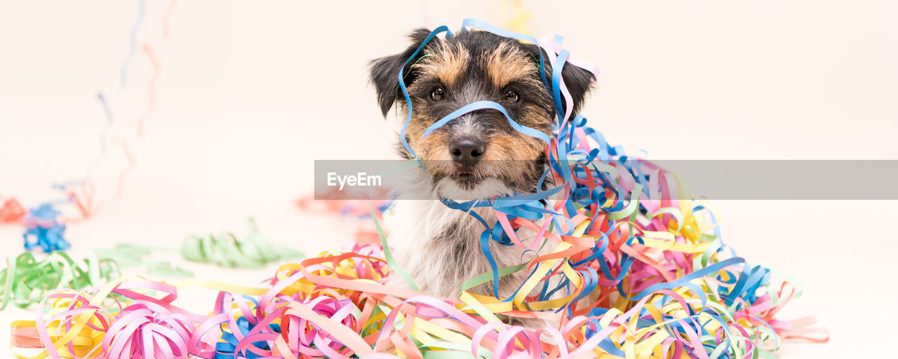 CLOSE-UP PORTRAIT OF A DOG WEARING ANIMAL