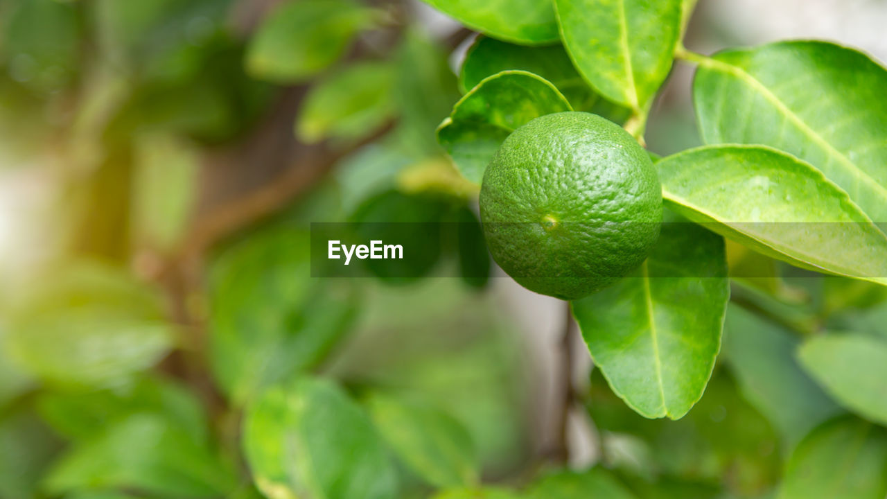 CLOSE-UP OF FRESH GREEN PLANT