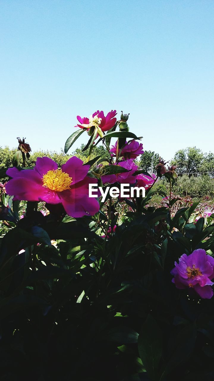 LOW ANGLE VIEW OF PINK FLOWERS BLOOMING AGAINST CLEAR SKY