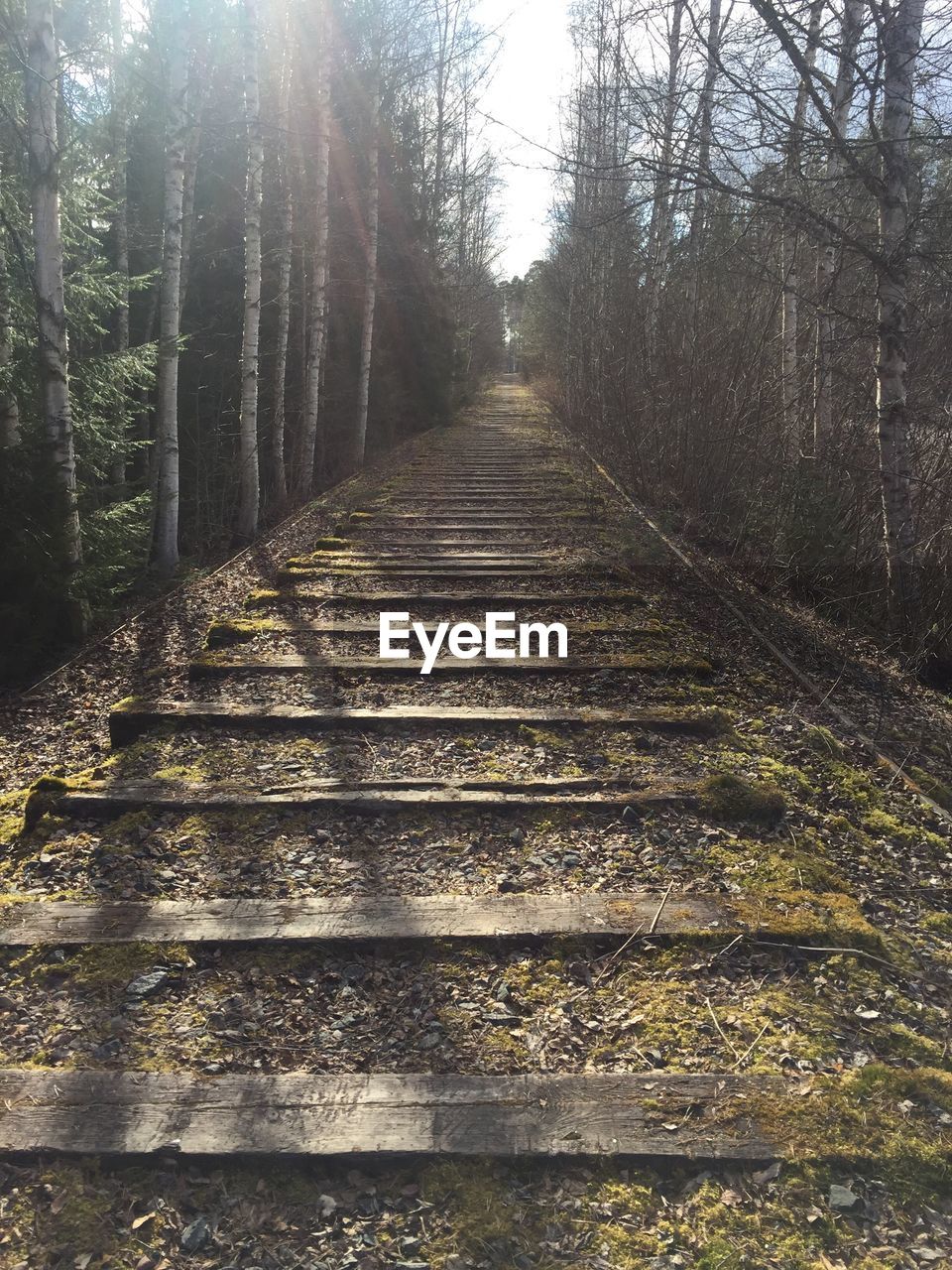 RAILROAD TRACK IN FOREST