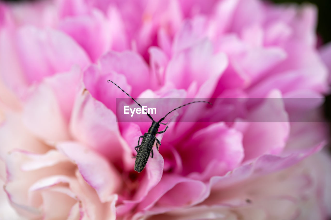 A stem common longhorn beetle crawls over a pink peony flower.