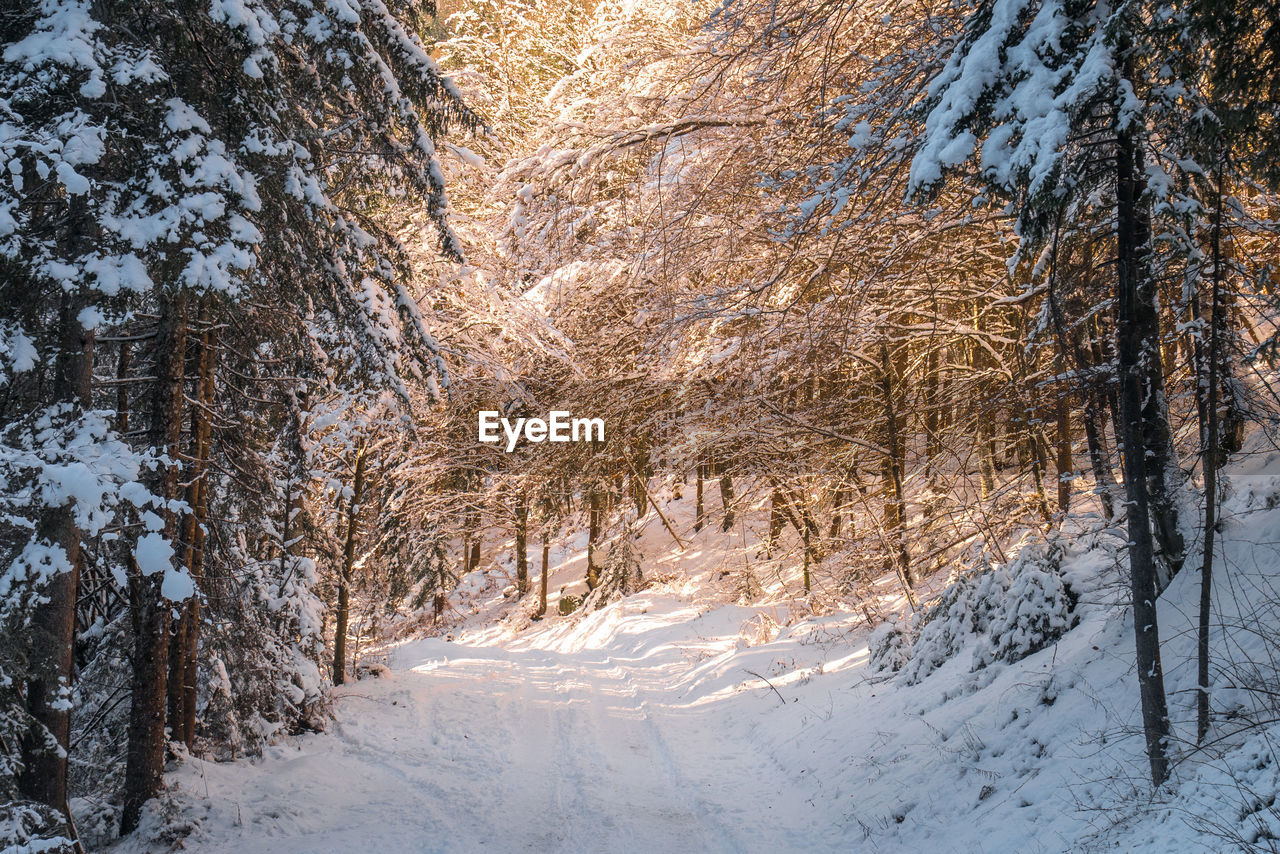 Snow covered trees in forest