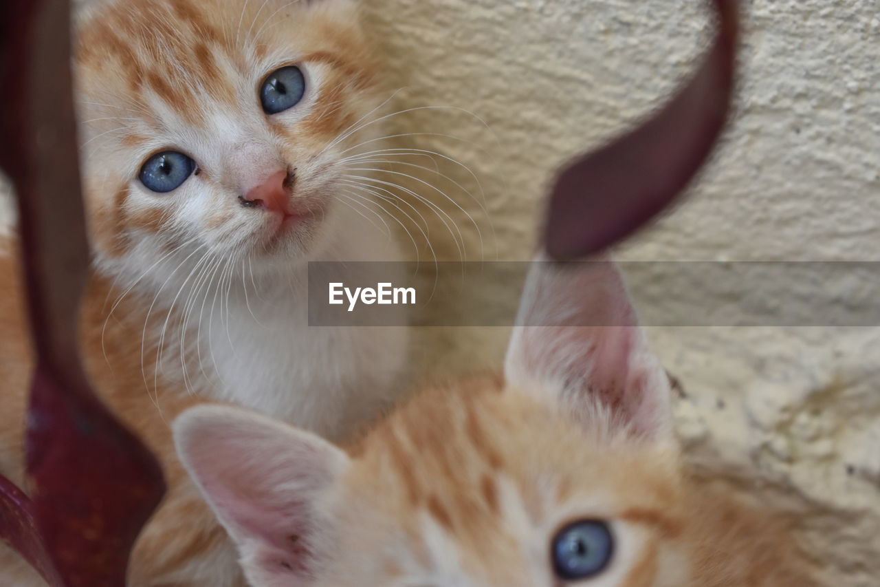 Close-up portrait of kitten