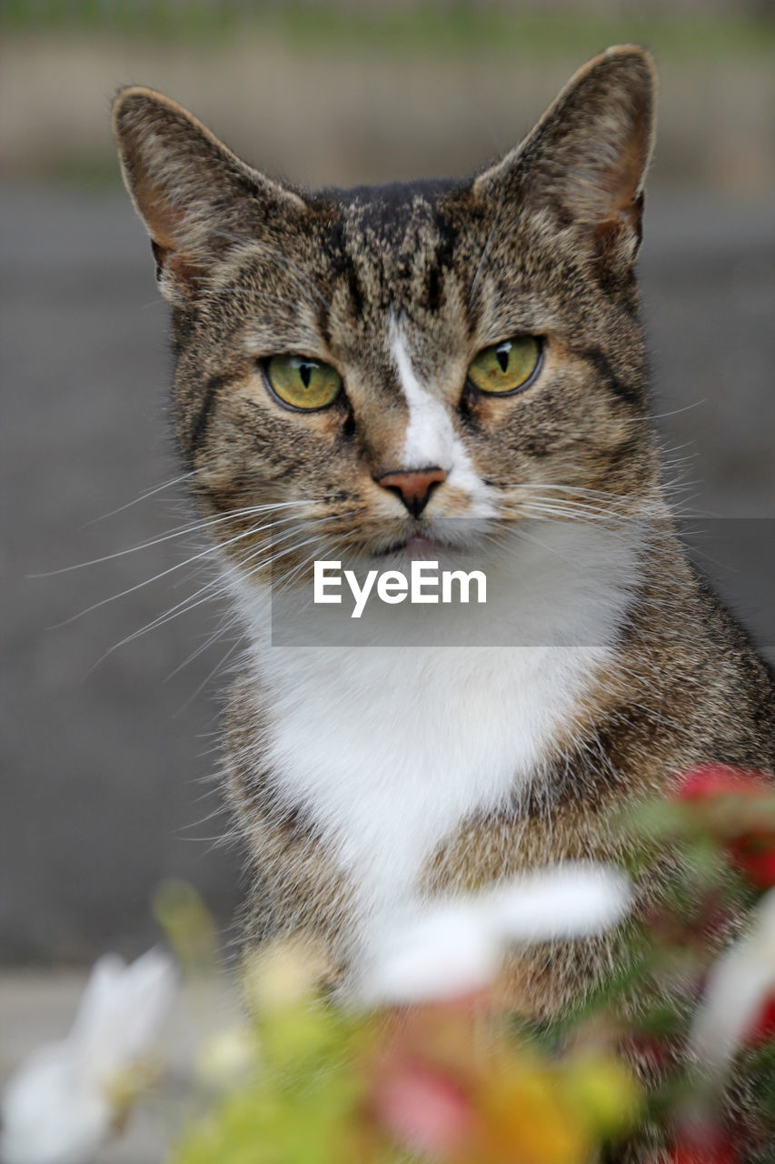 CLOSE-UP PORTRAIT OF CAT OUTDOORS