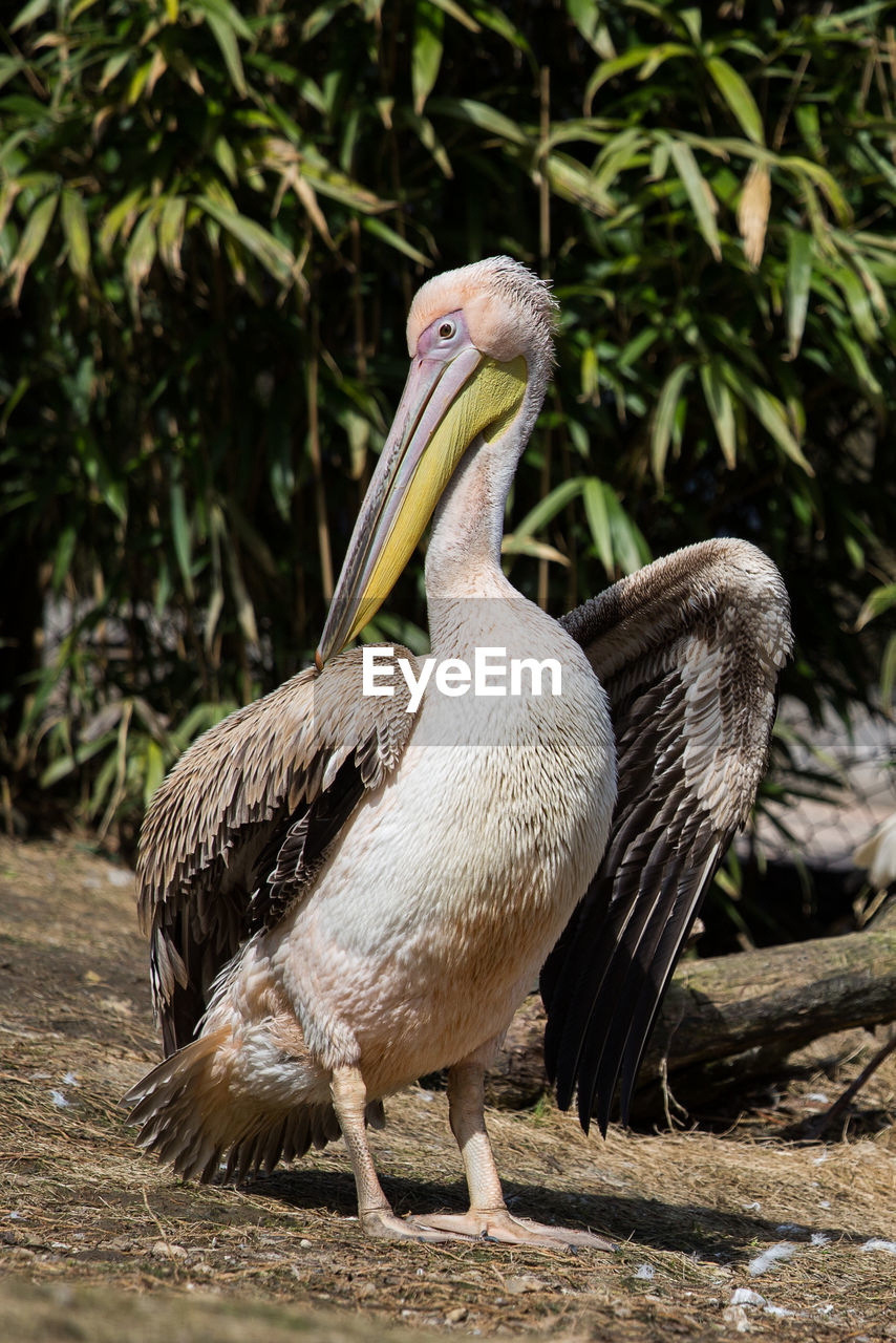 CLOSE-UP OF PELICAN ON FIELD