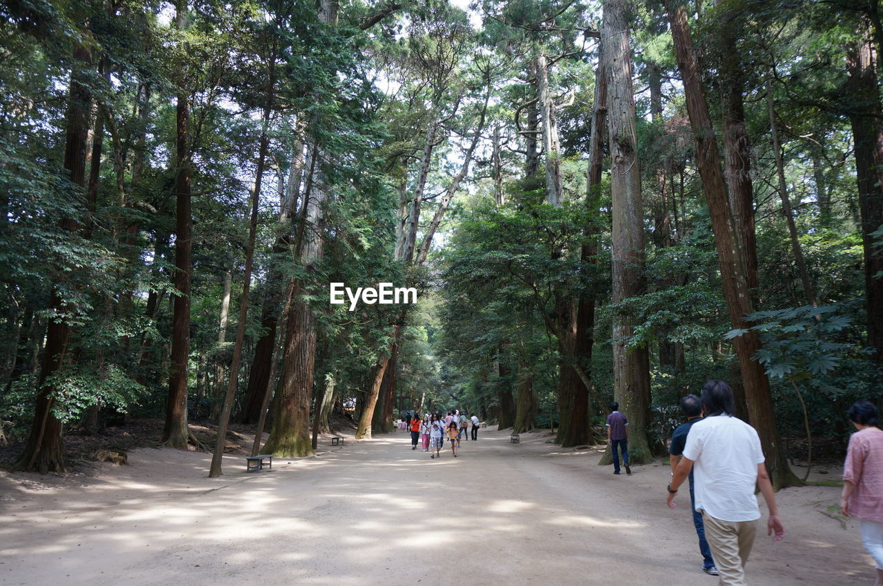 PEOPLE WALKING ON FOOTPATH IN FOREST