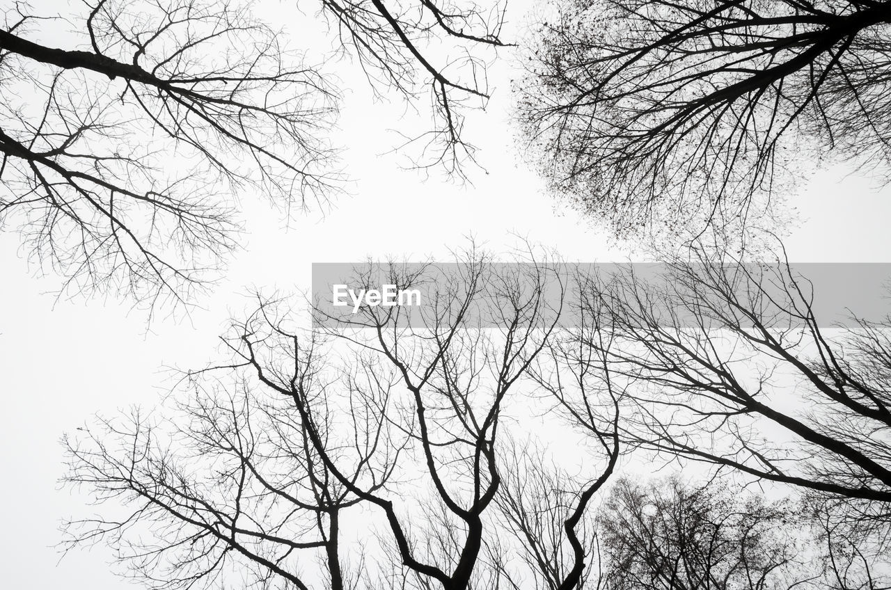 CLOSE-UP LOW ANGLE VIEW OF BARE TREE AGAINST SKY