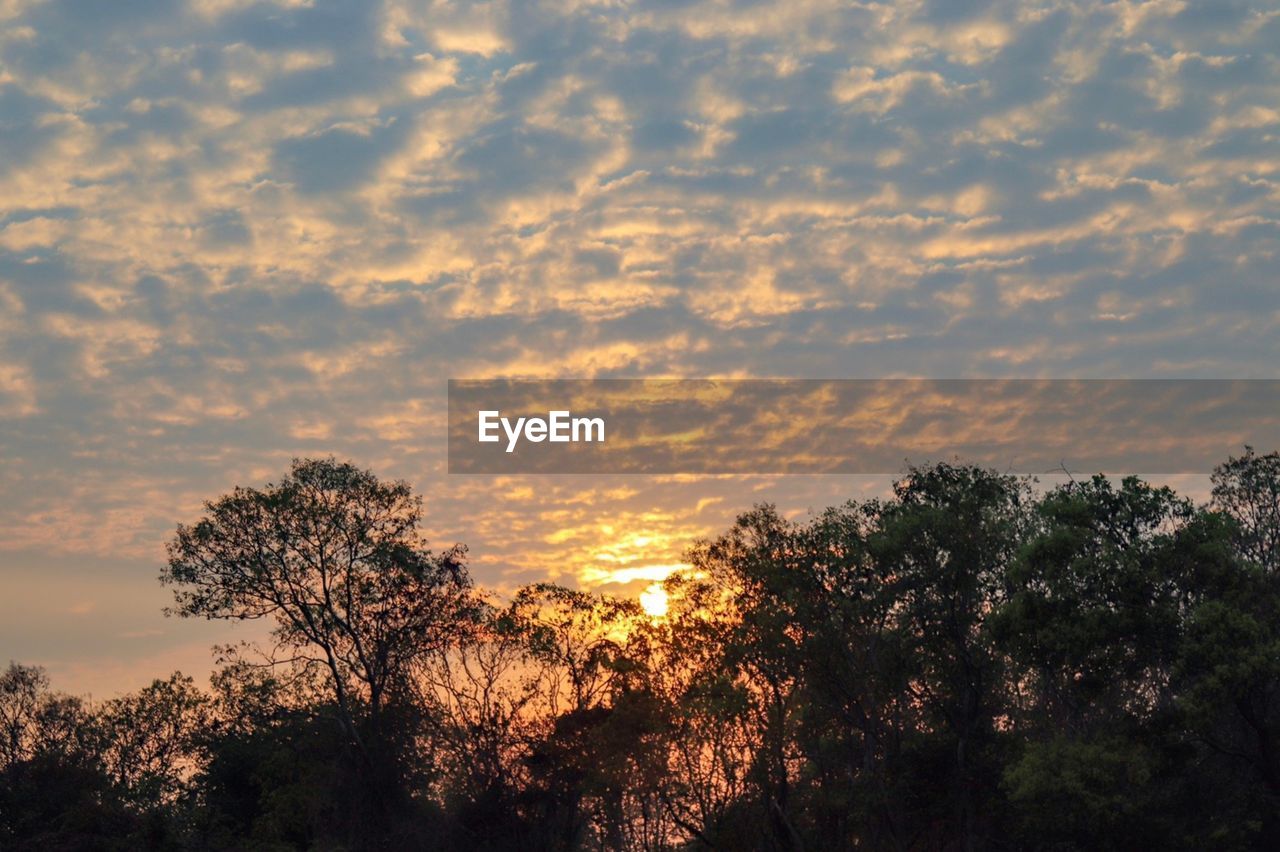 LOW ANGLE VIEW OF SILHOUETTE TREES AGAINST ORANGE SKY