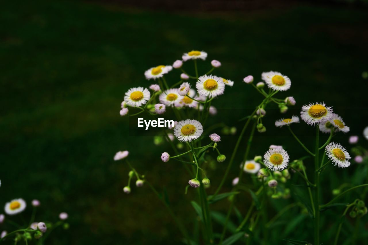 Close-up of white flowering plant on field