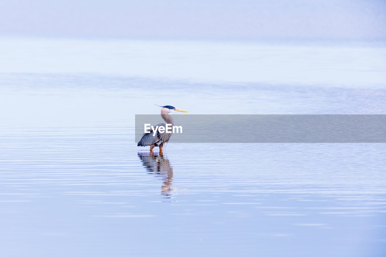 FULL LENGTH OF A BIRD IN A SEA