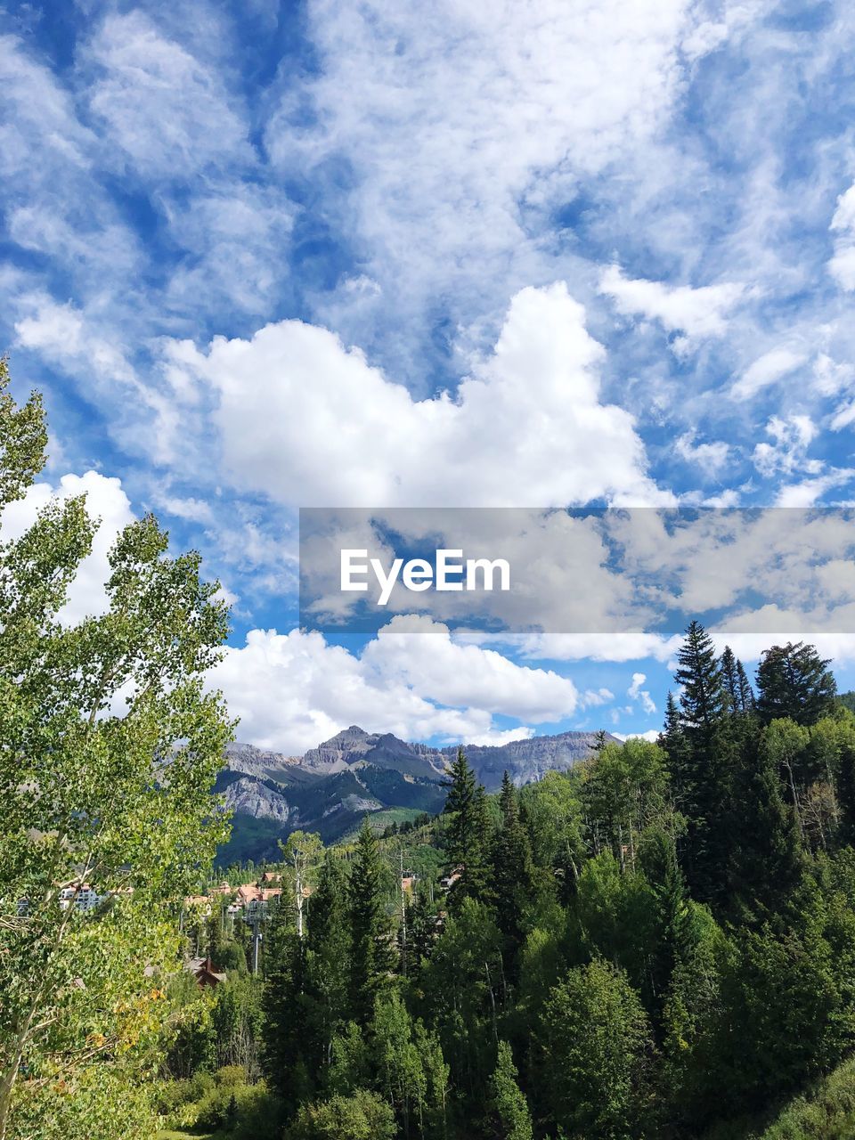 LOW ANGLE VIEW OF TREES ON LANDSCAPE AGAINST SKY