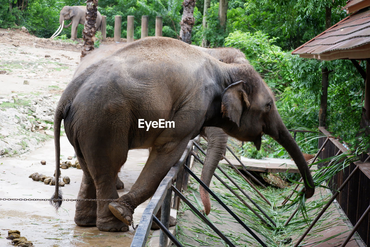 close-up of elephant in zoo