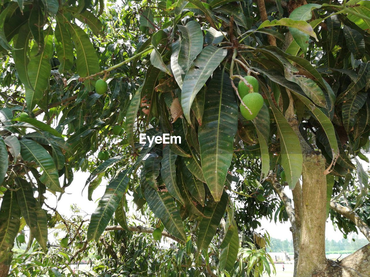 LOW ANGLE VIEW OF TREE GROWING ON PLANT