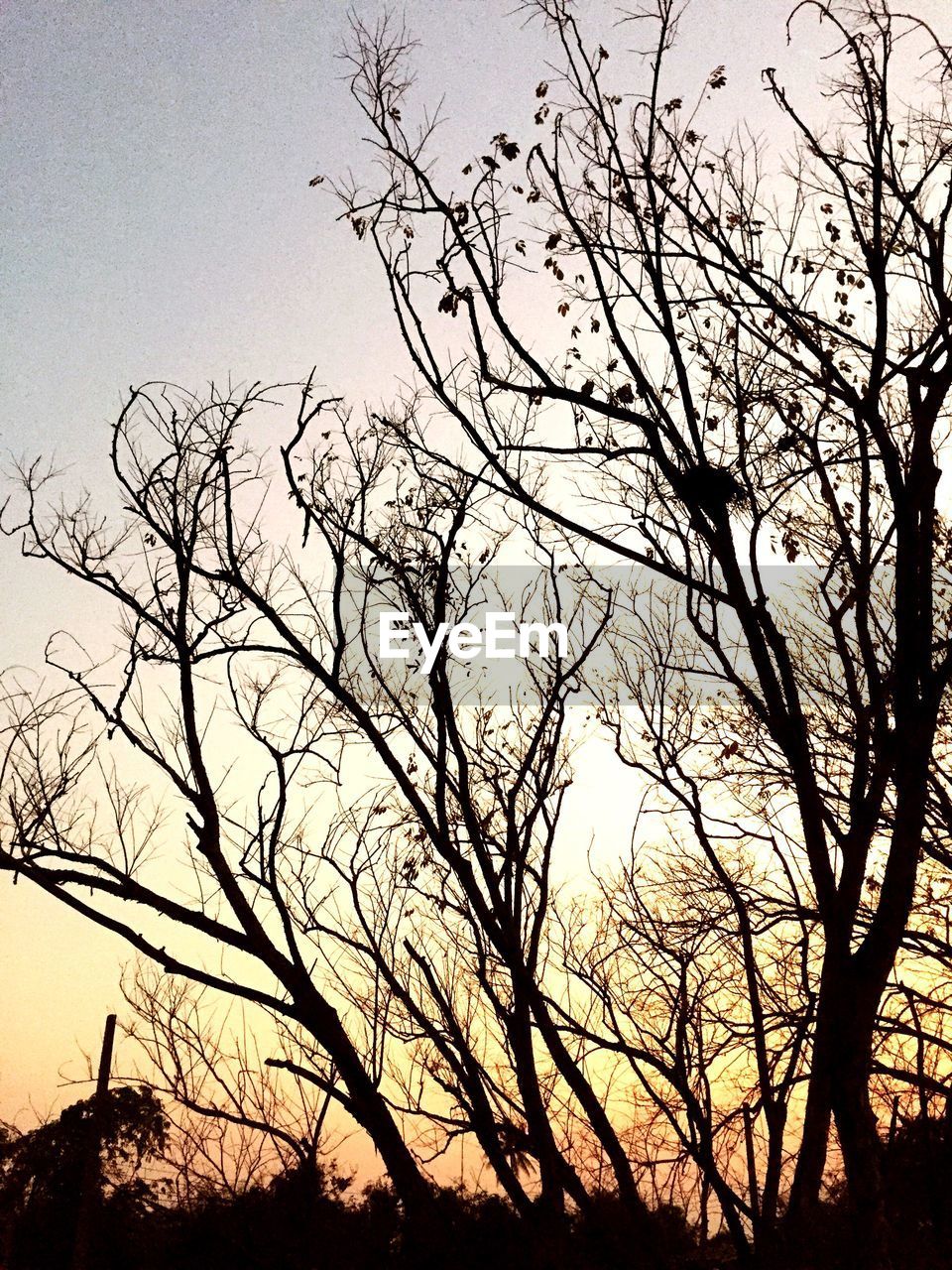 LOW ANGLE VIEW OF BARE TREES AGAINST SKY AT SUNSET