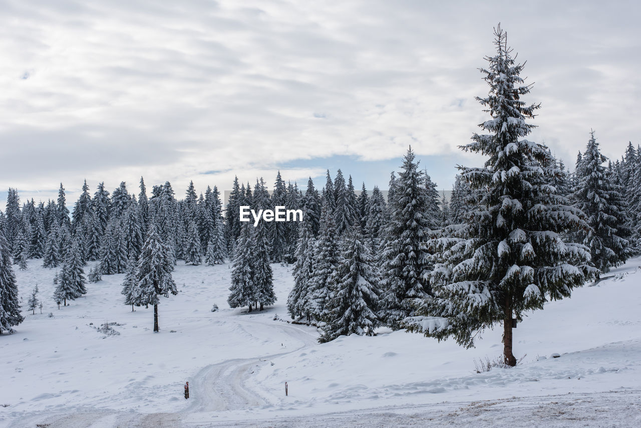 Pine trees on snow covered field against sky