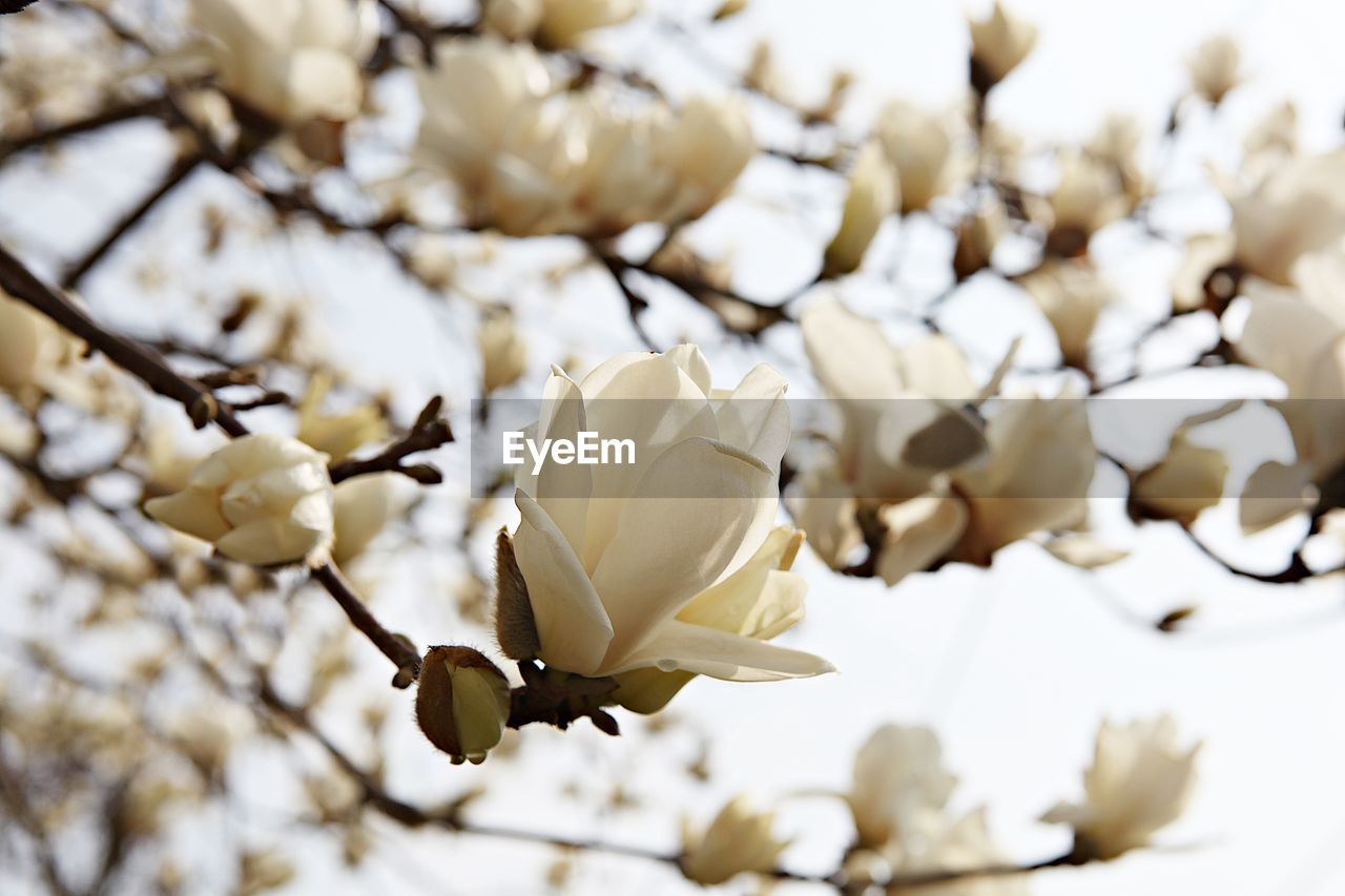 Close-up of white flowering plant