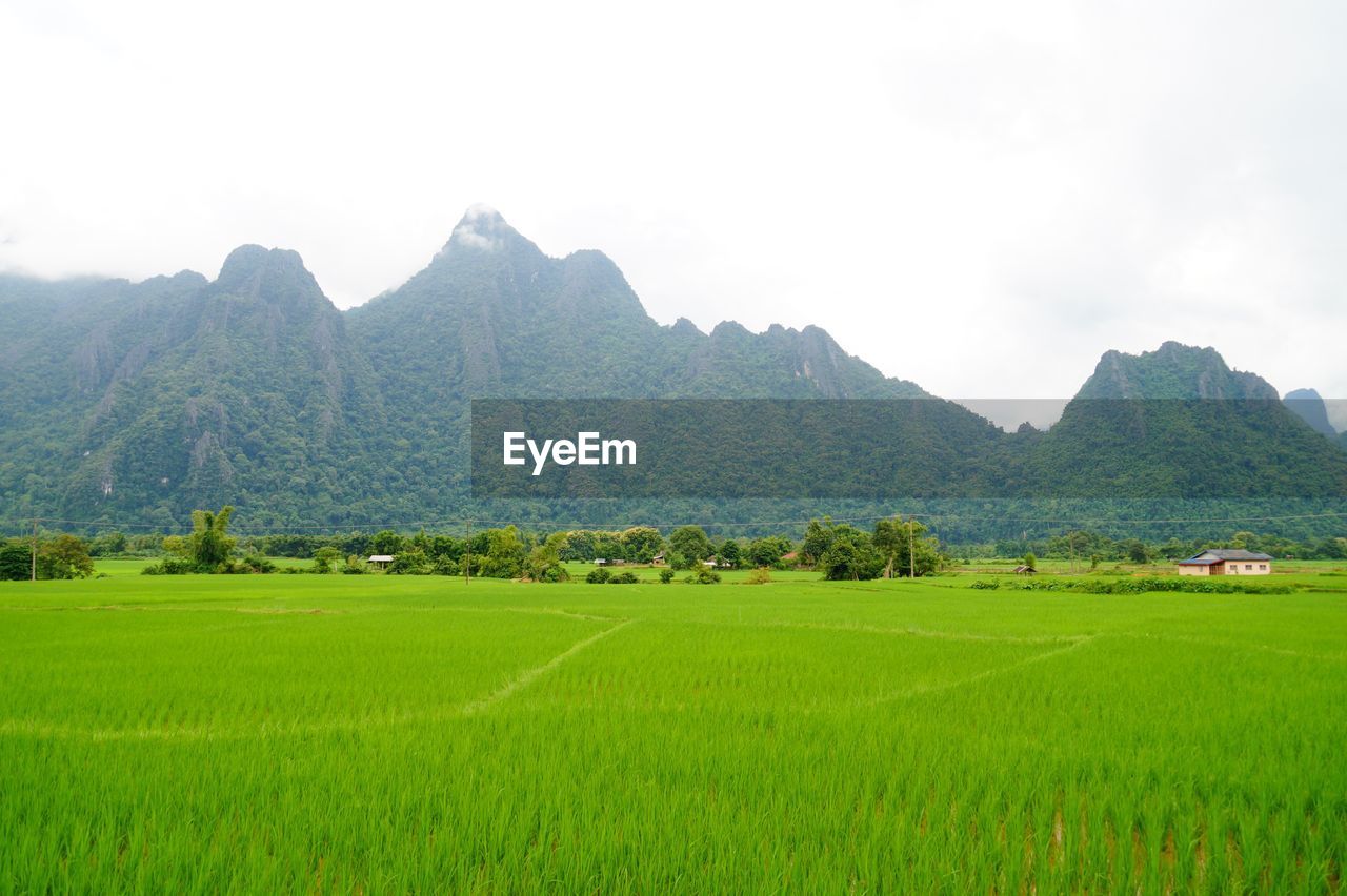 SCENIC VIEW OF RICE FIELD AGAINST SKY