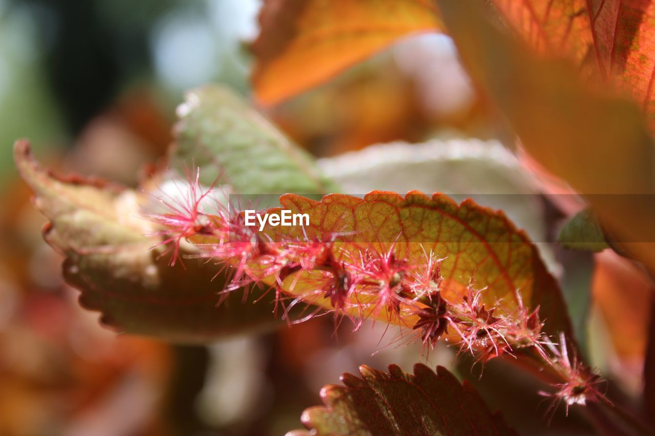 CLOSE-UP OF FLOWERING PLANT