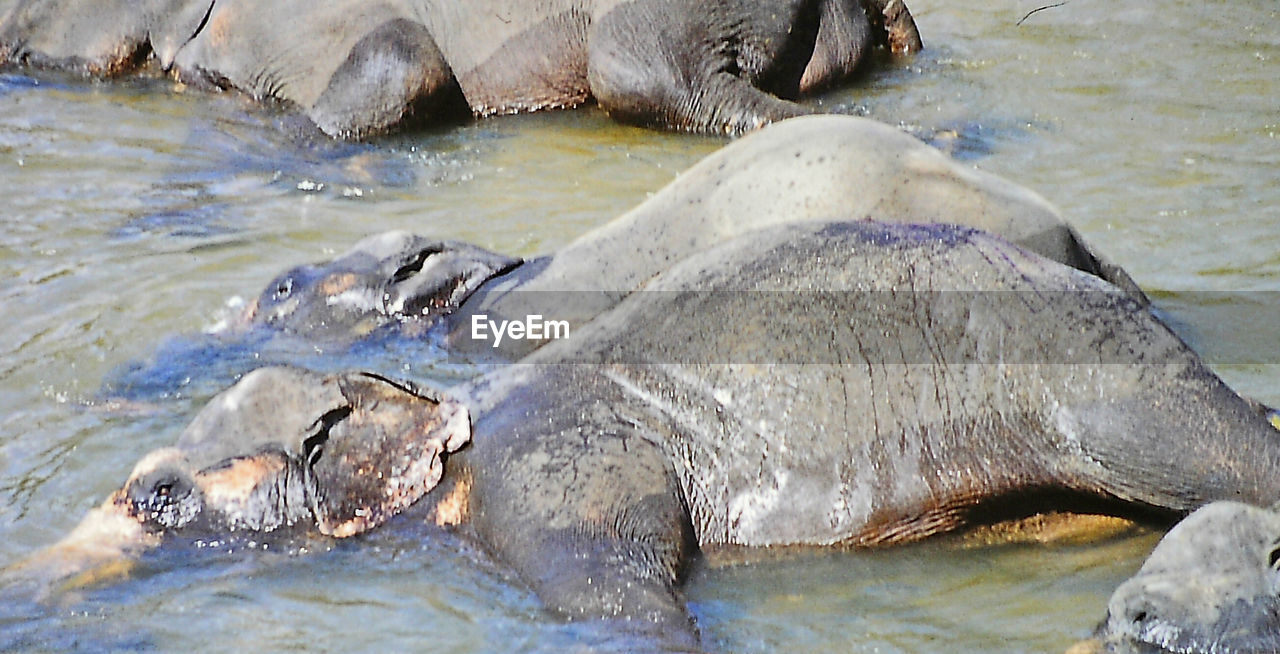 CLOSE-UP OF HORSE IN RIVER