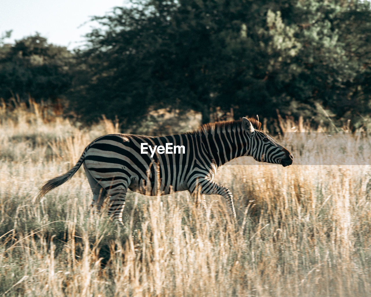 A zebra makes a break for it through the south african plains